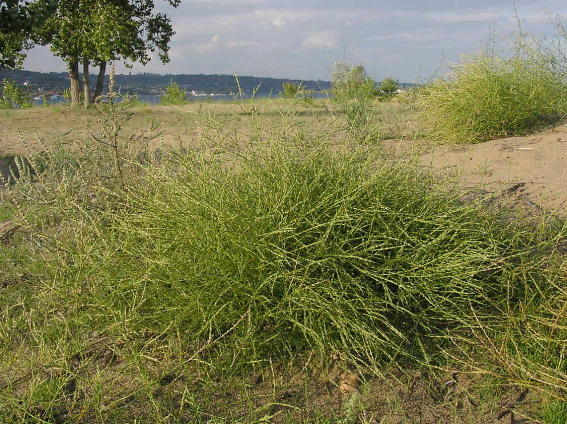 Изображение особи Corispermum nitidum.