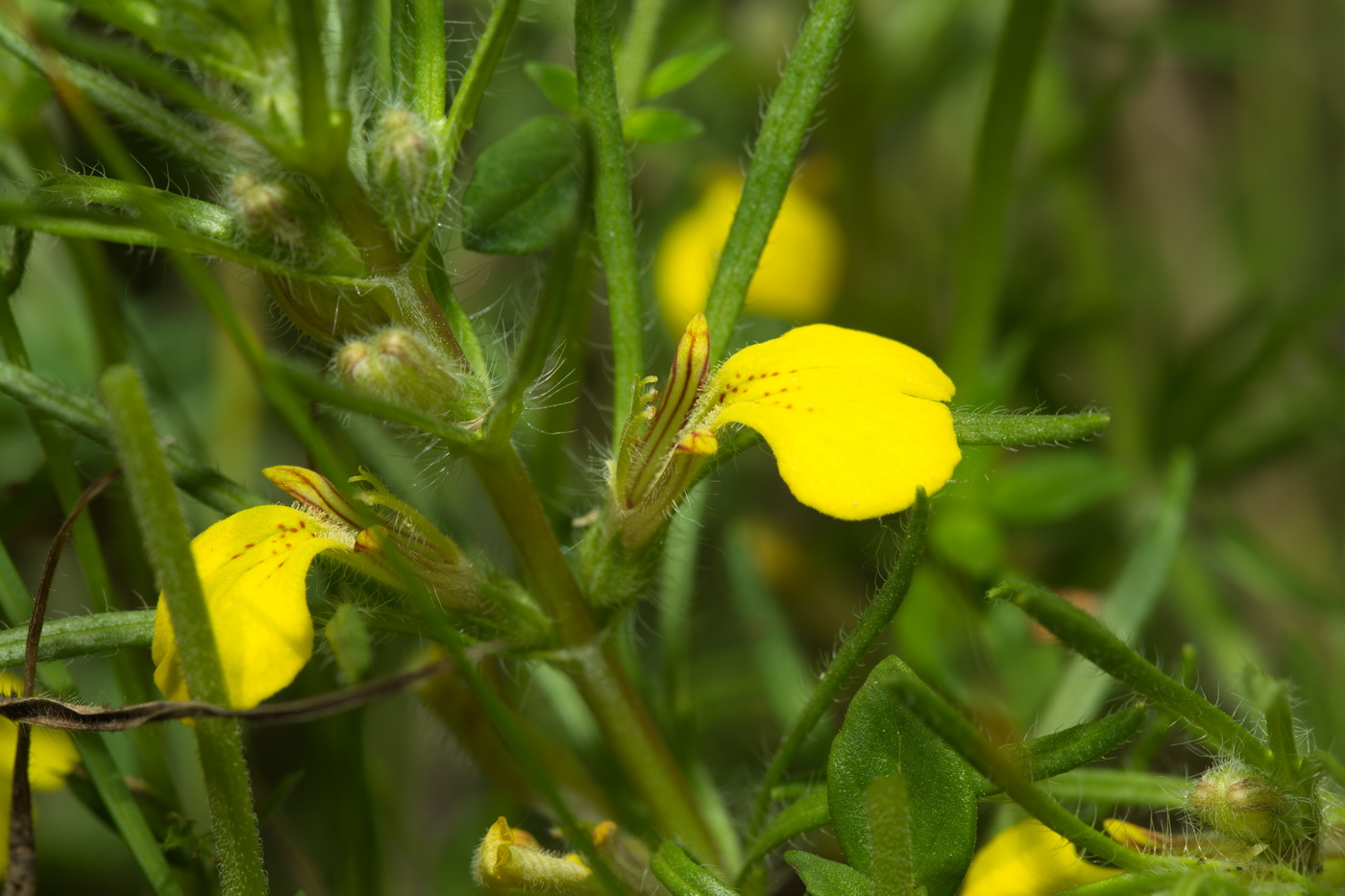 Изображение особи Ajuga glabra.