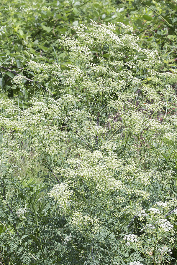 Изображение особи Conium maculatum.