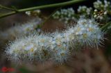 Sorbaria sorbifolia