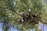 Cupressus sempervirens