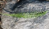 Achillea millefolium