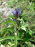 Gentiana cruciata