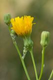 Sonchus arvensis подвид uliginosus. Верхушка растения с соцветиями. Ростовская обл., Мясниковский р-н, Сафьянова балка. 14.09.2014.