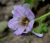 Phacelia bolanderi. Цветок. Германия, г. Крефельд, Ботанический сад. 06.09.2014.