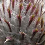 Cirsium polonicum