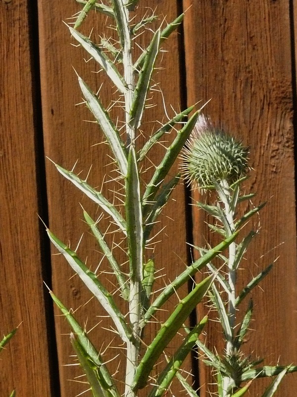 Изображение особи Ancathia igniaria.