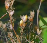 Syringa vulgaris