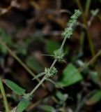 Atriplex davisii