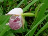 Cypripedium guttatum