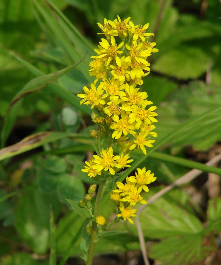 Изображение особи Solidago virgaurea.