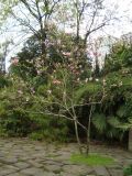 Magnolia liliiflora. Цветущее растение. Краснодарский край, г. Сочи. Центральный р-н, в культуре. 27.03.2016.