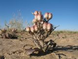 Rhinopetalum karelinii