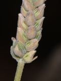 Lavandula multifida