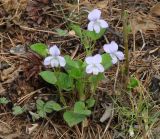 Viola sacchalinensis. Цветущее растение. Иркутская обл., Шелеховский р-н, окр. с. Шаманка, сосново-берёзовый лес. 17.05.2016.