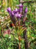 Gentianella auriculata