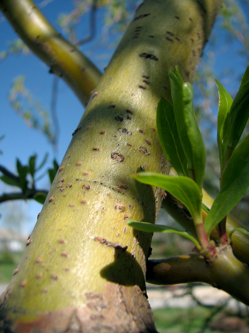 Image of Salix &times; sepulcralis specimen.