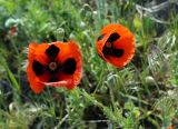 Papaver commutatum