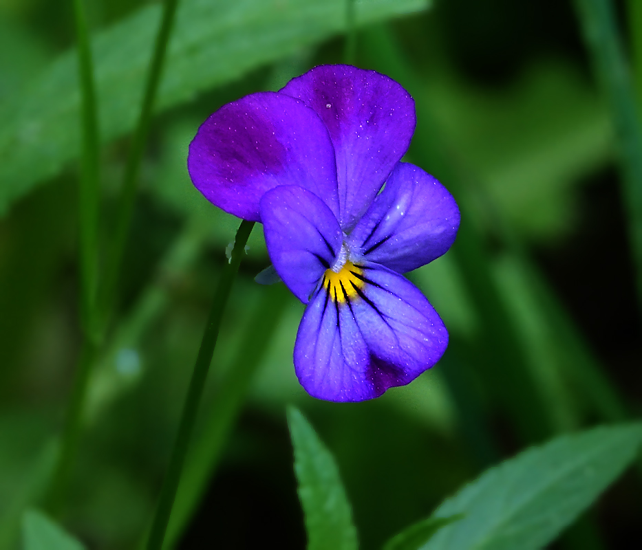 Изображение особи Viola tricolor.