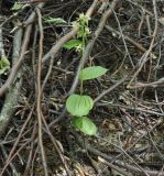 Epipactis helleborine ssp. degenii