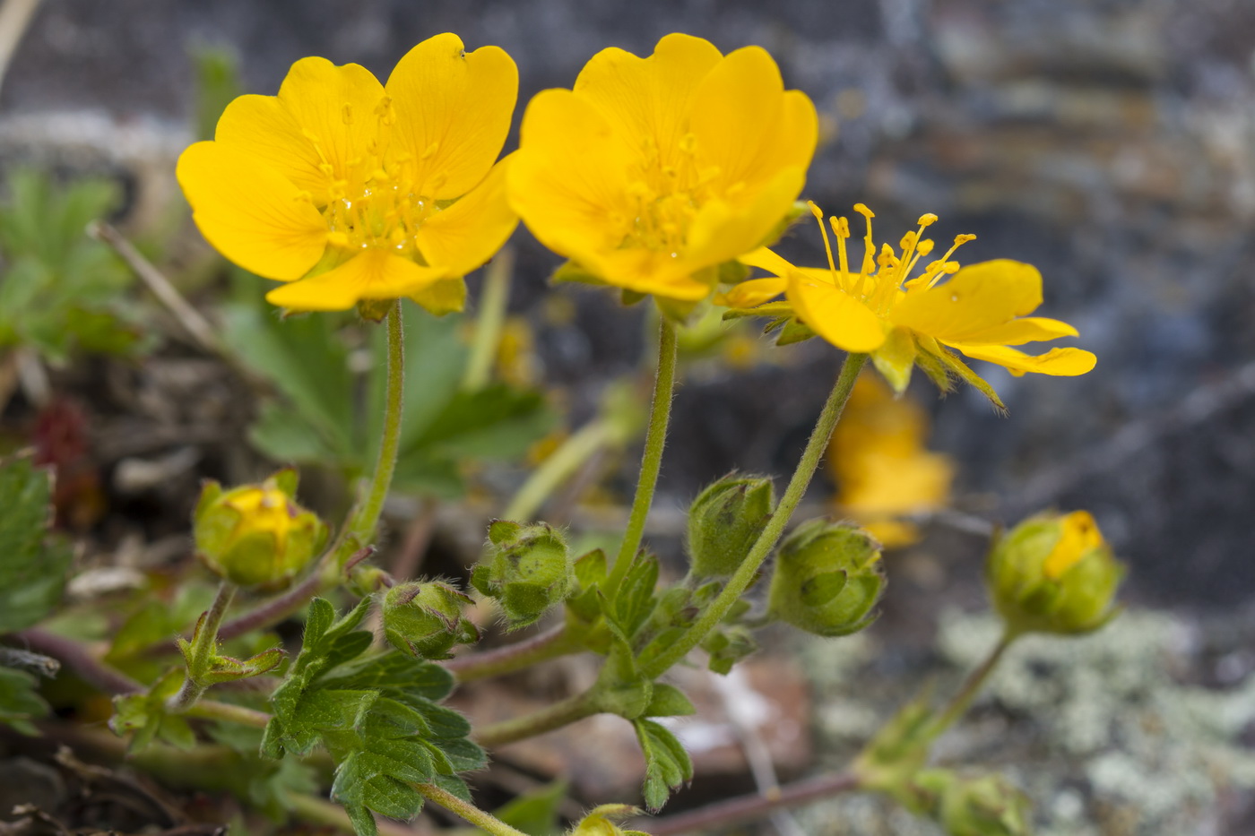 Изображение особи Potentilla crantzii.