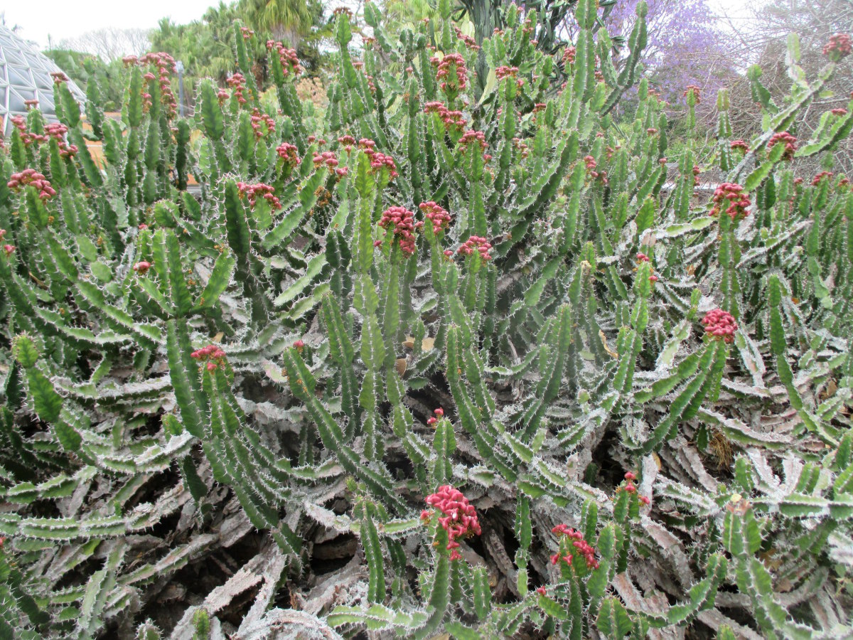 Изображение особи Euphorbia cooperi.