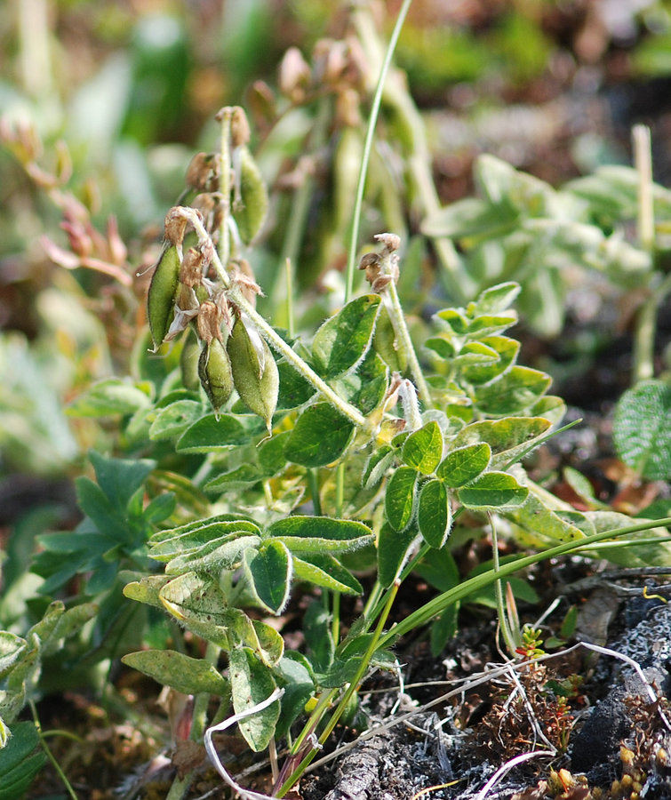 Изображение особи Astragalus frigidus ssp. parviflorus.