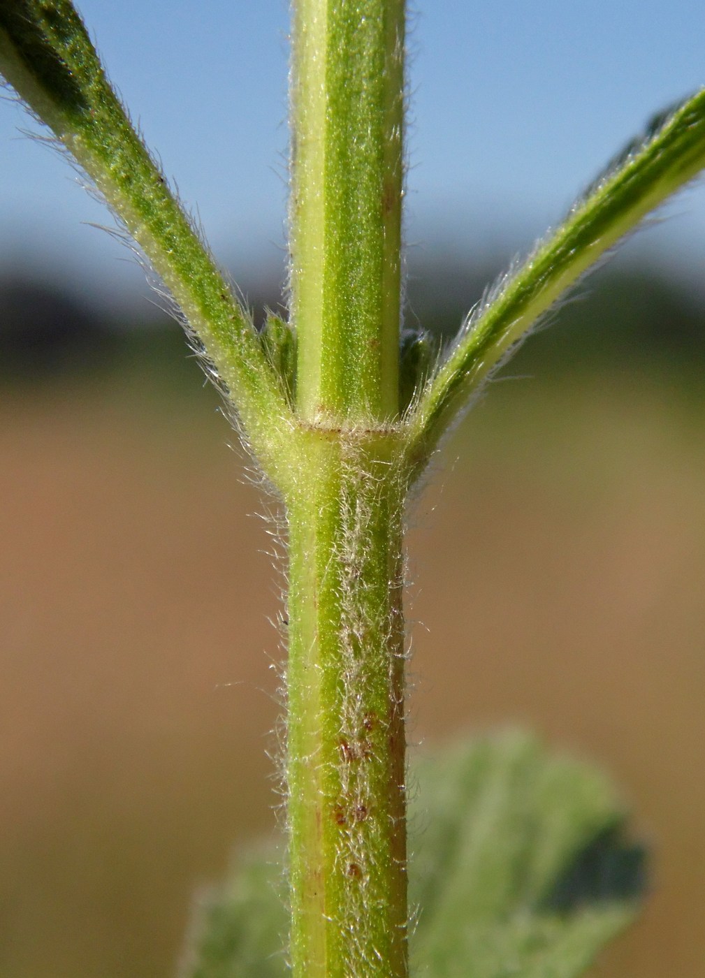 Изображение особи Stachys recta.