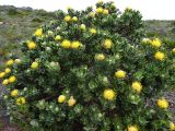 Leucospermum conocarpodendron