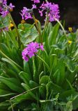 Primula nivalis