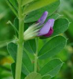 Vicia sativa