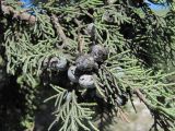 Juniperus polycarpos. Часть ветви со зрелыми шишкоягодами. Дагестан, окр. с. Талги, склон горы. 22.04.2019.