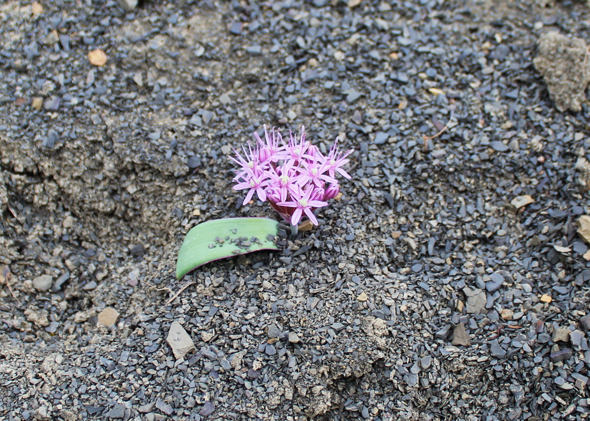 Изображение особи Allium brachyscapum.