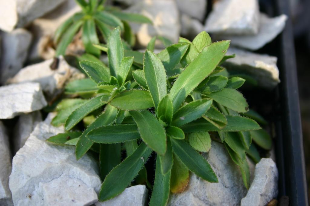 Изображение особи Campanula ciliata.