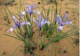 Iris tenuifolia