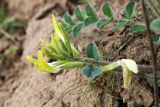 Astragalus flexus