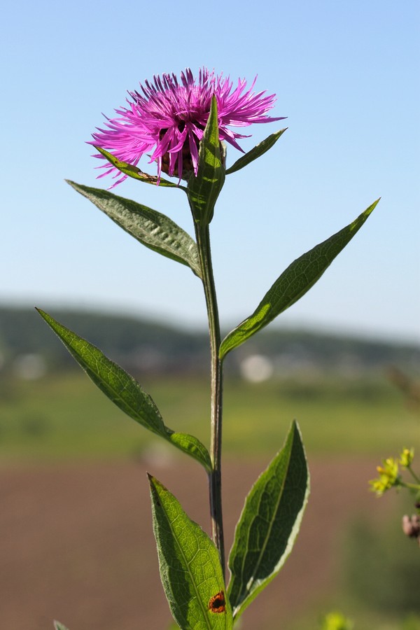 Изображение особи Centaurea jacea.