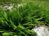 Athyrium distentifolium. Группа спороносящих растений. Красноярский край, Ермаковский р-н, парк \"Ергаки\", окр. оз. Тушканчик, курумник на берегу озера. 24.07.2012.