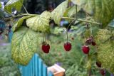 Rubus idaeus. Плоды и листья, принимающие осеннюю окраску. Камчатский край, Елизовский р-н, СНТ \"Мечта\", садовый участок, в культуре. 17.08.2022.