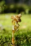 Hypopitys monotropa