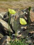 Papaver lapponicum. Верхушка цветущего и плодоносящего растения. Магаданская обл., Ольский р-н, пгт Ола, нижнее течение р. Ола, на дамбе. 26.08.2017.