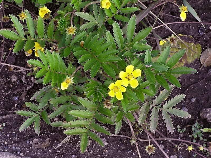 Изображение особи Potentilla pacifica.