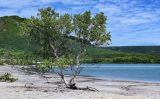 Betula platyphylla. Плодоносящее растение. Курильские о-ва, о-в Кунашир, кальдера вулкана Головнина, берег оз. Горячее, каменистый берег. 20.08.2022.