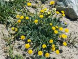 Erigeron cabulicus