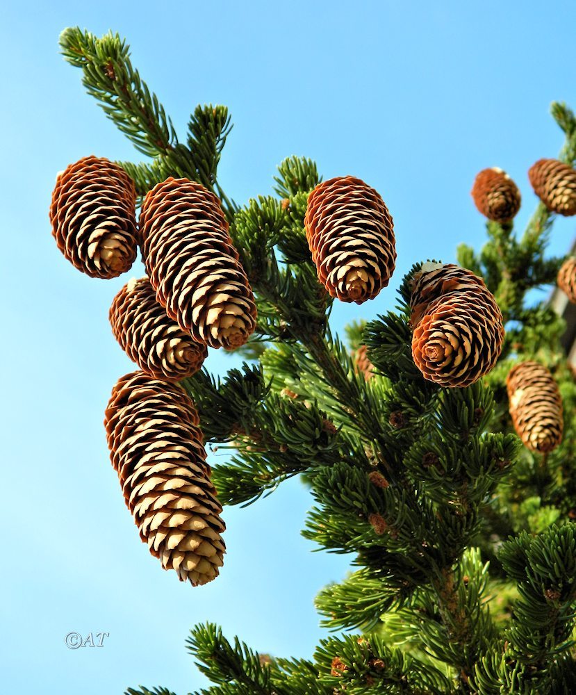 Изображение особи Picea abies.