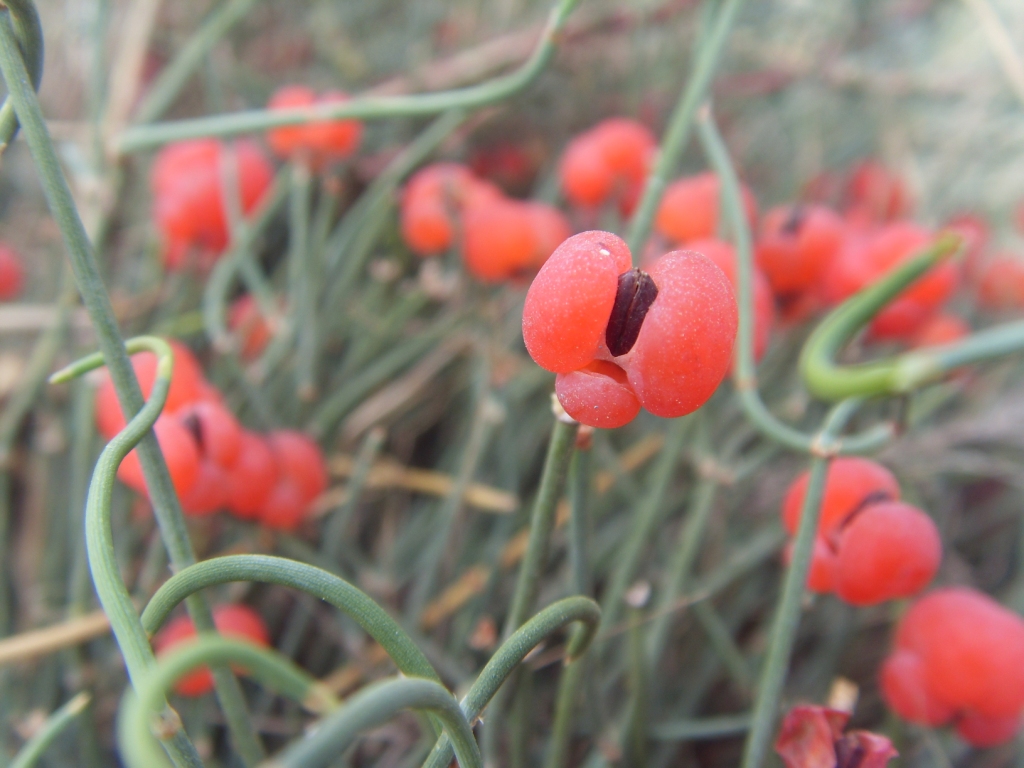 Изображение особи Ephedra distachya.