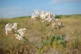 Asperula tenella. Верхушки побегов с соцветиями. Украина, Херсонская обл., Генический р-н, коса Бирючий Остров, приморские пески. 19.06.2007.