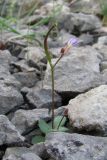 Arabis verna. Цветущее и плодоносящее растение. Крым, Южный берег, Кучук-Ламбат. 25 апреля 2011 г.