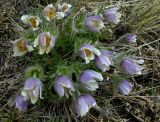 Pulsatilla herba-somnii