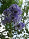 Aconitum volubile